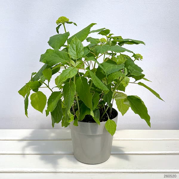アジサイ(アメリカ):アナベル 5号鉢植え*