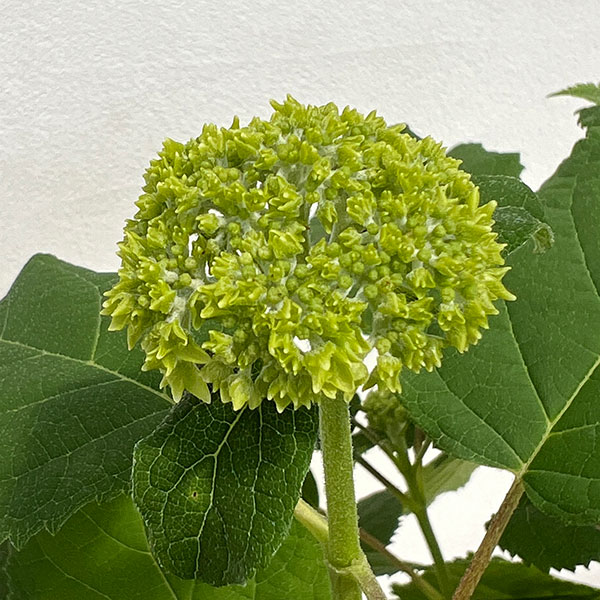 アジサイ(アメリカ):アナベル 5号鉢植え*