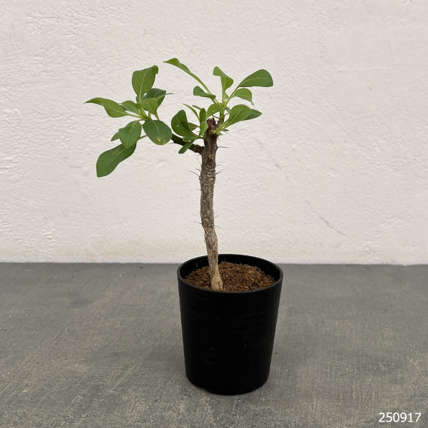 園芸ネット本店｜コミフォラ：sp. 2.5号鉢植え の通販【公式】