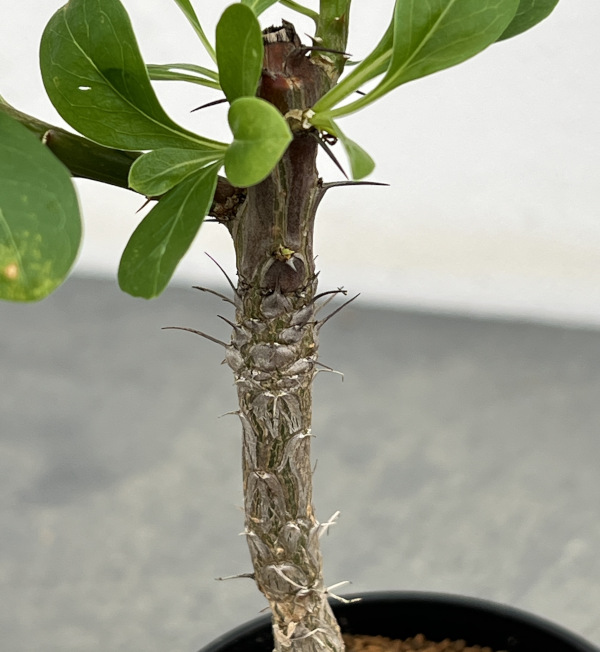園芸ネット本店｜コミフォラ：sp. 2.5号鉢植え の通販【公式】
