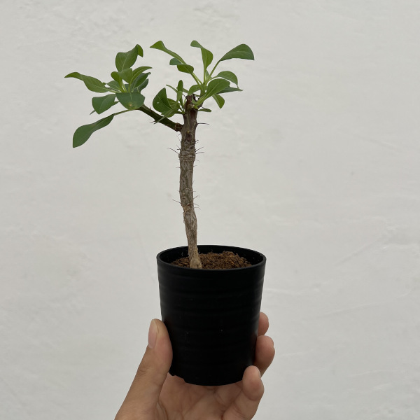 園芸ネット本店｜コミフォラ：sp. 2.5号鉢植え の通販【公式】
