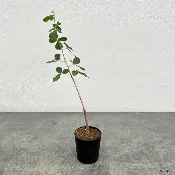 コミフォラ:sp1. ウエスタンマダガスカル 2.5号鉢植え
