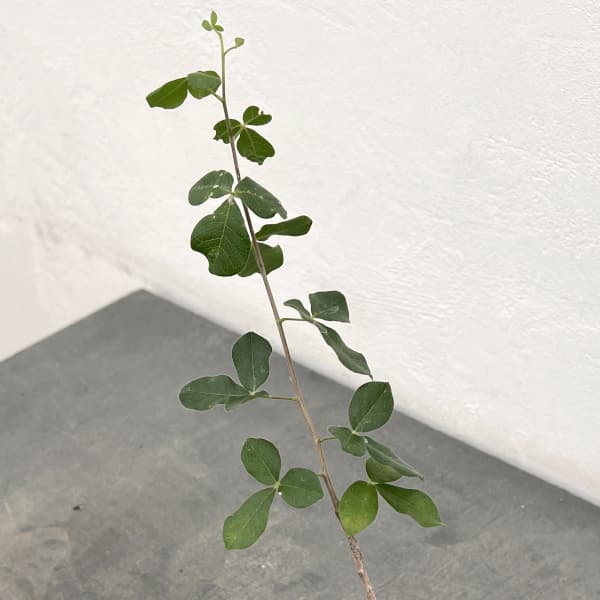 コミフォラ:sp1. ウエスタンマダガスカル 2.5号鉢植え