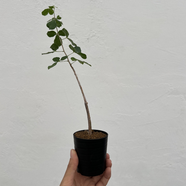 コミフォラ:sp1. ウエスタンマダガスカル 2.5号鉢植え