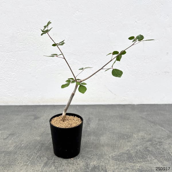 コミフォラ:アンボボノンカファナ 3号鉢植え