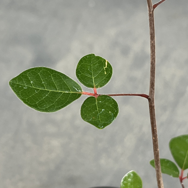 コミフォラ:アンボボノンカファナ 3号鉢植え