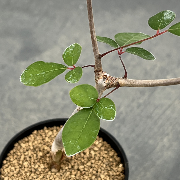 コミフォラ:アンボボノンカファナ 3号鉢植え