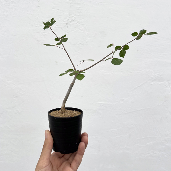 コミフォラ:アンボボノンカファナ 3号鉢植え