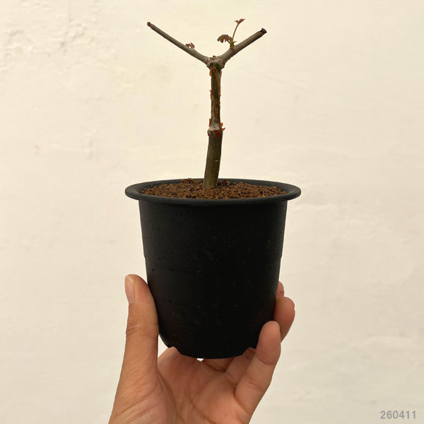 コミフォラ:アンボボノンカファナ 3号鉢植え