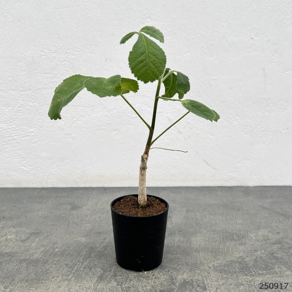 コミフォラ:エデュリスホロセリカ 2.5号鉢植え