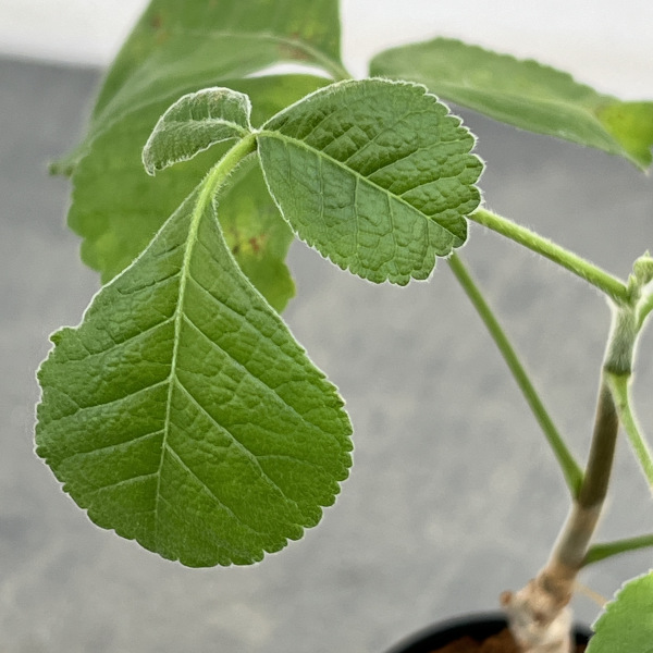 コミフォラ:エデュリスホロセリカ 2.5号鉢植え