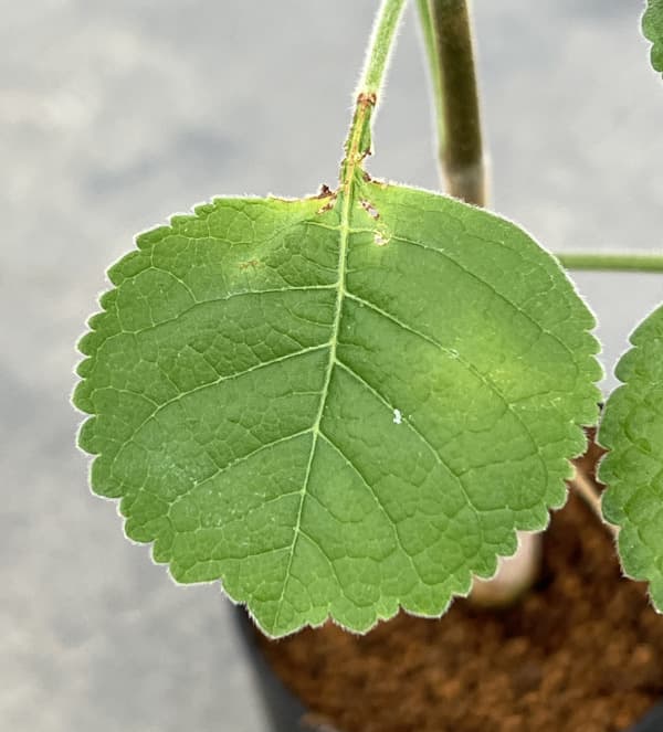 コミフォラ:エデュリスホロセリカ 2.5号鉢植え