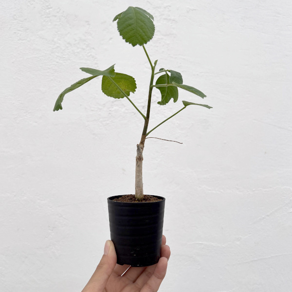 コミフォラ:エデュリスホロセリカ 2.5号鉢植え