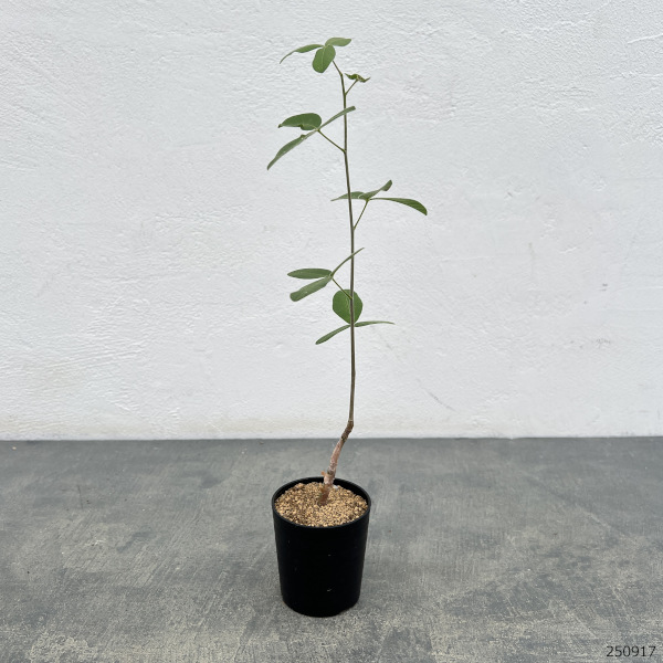 園芸ネット本店｜コミフォラ：ブレビカリックス 2.5号鉢植え の通販