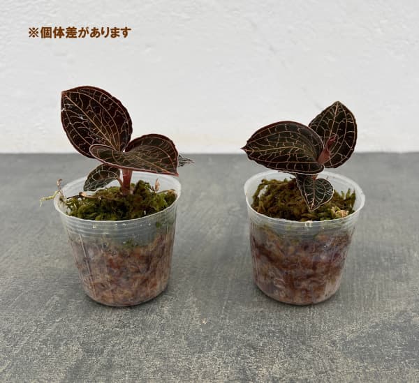 アネクトキルス:ゴールデンシルク 2号ポット