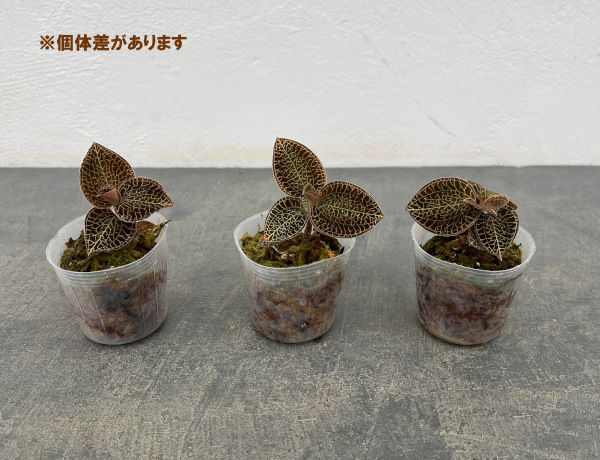アネクトキルス:リーフティップ 2号ポット