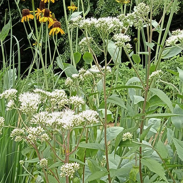 [26年2月中下旬予約]ヒヨドリバナ3号ポット