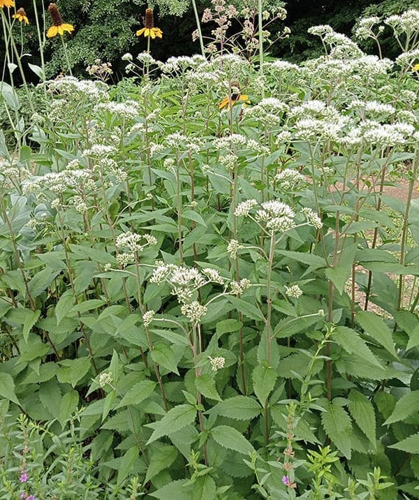 [26年2月中下旬予約]ヒヨドリバナ3号ポット