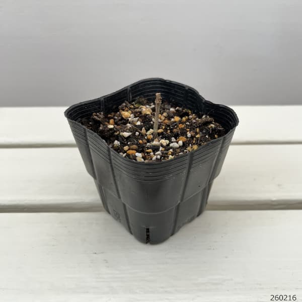 ヒヨドリバナ　3.5号ポット