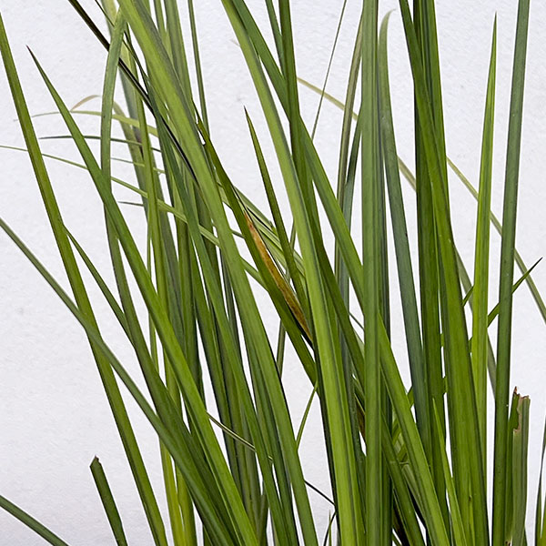 セキショウ：黄金セキショウ3.5号ポット