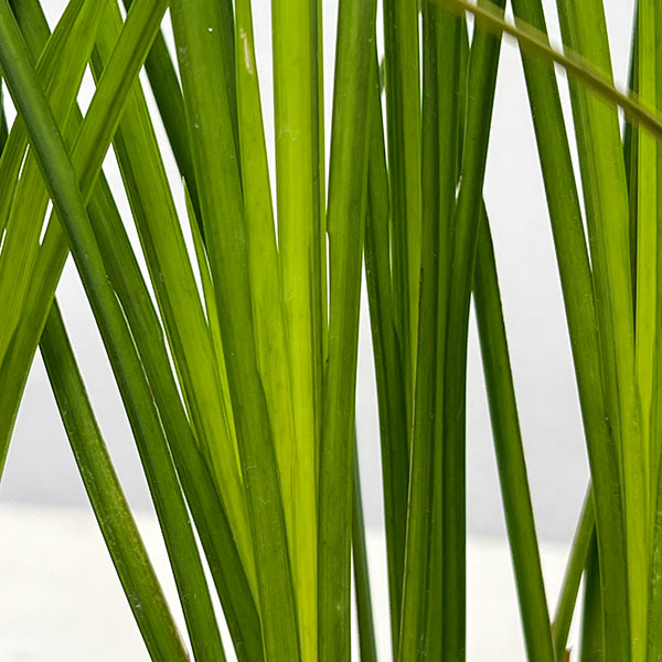 セキショウ：黄金セキショウ3.5号ポット