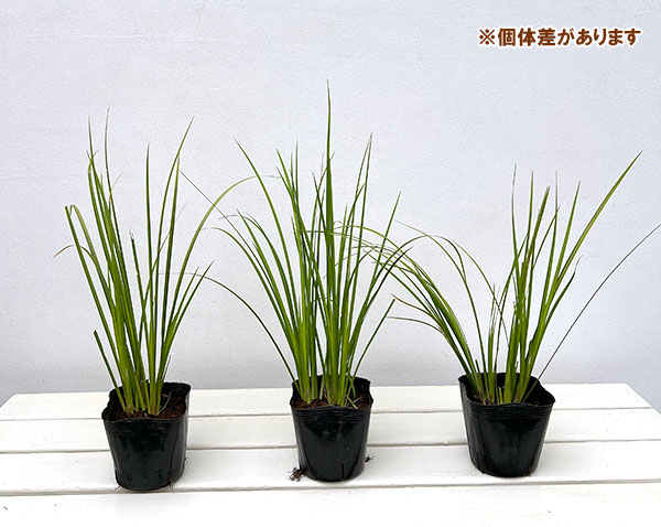 園芸ネット本店｜セキショウ：黄金セキショウ3.5号ポット の通販【公式】