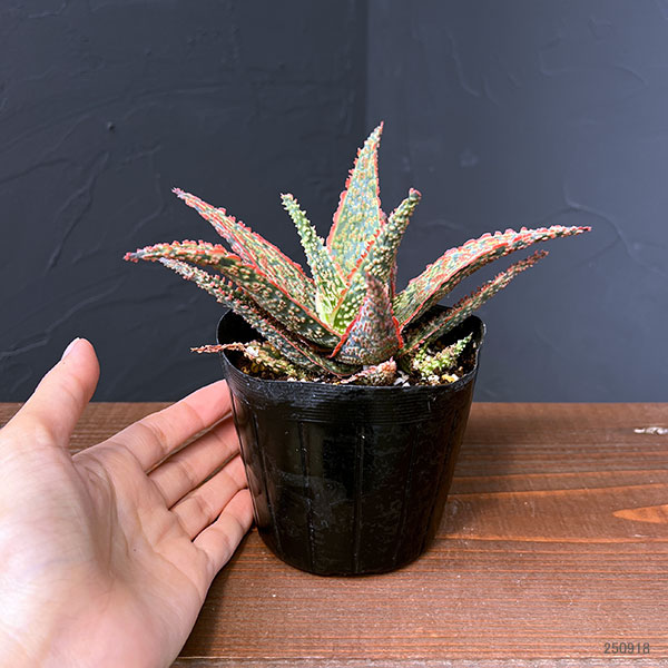 園芸ネット本店｜アロエ：クリムゾンドラゴン 3.5号ポット の通販【公式】