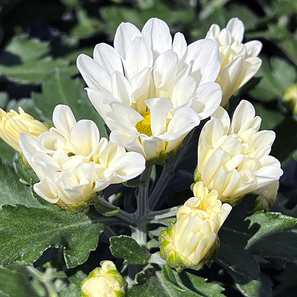 (わけあり特価)フローラマム(菊・キク):ソリネア ルナ3.5号ポット