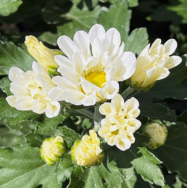 (わけあり特価)フローラマム(菊・キク):ソリネア ルナ3.5号ポット