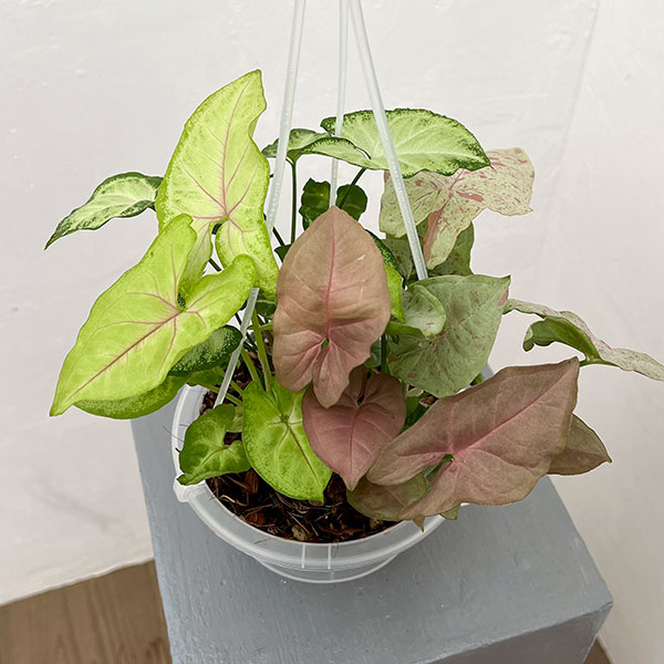 シンゴニウム：4種ミックス寄せ植え　5号吊り鉢ネガミエル植え