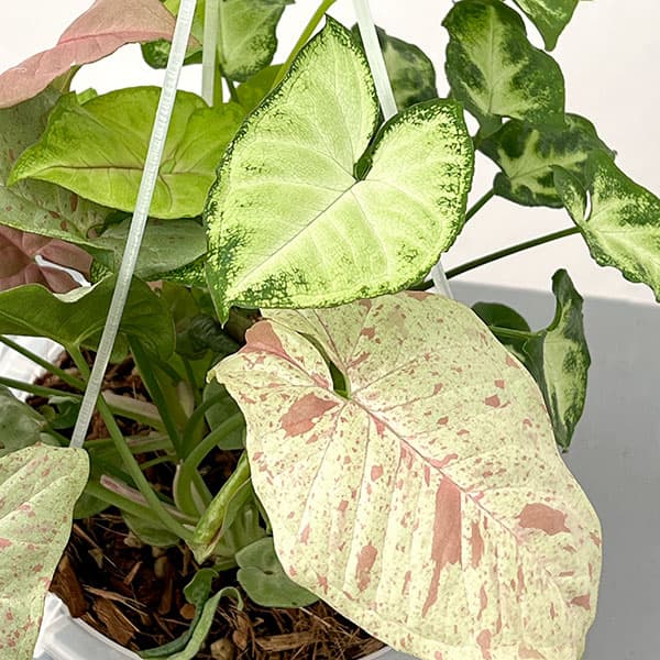 シンゴニウム：4種ミックス寄せ植え　5号吊り鉢ネガミエル植え