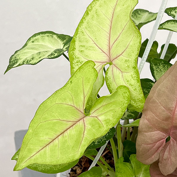 シンゴニウム：4種ミックス寄せ植え　5号吊り鉢ネガミエル植え