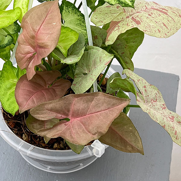 シンゴニウム：4種ミックス寄せ植え　5号吊り鉢ネガミエル植え