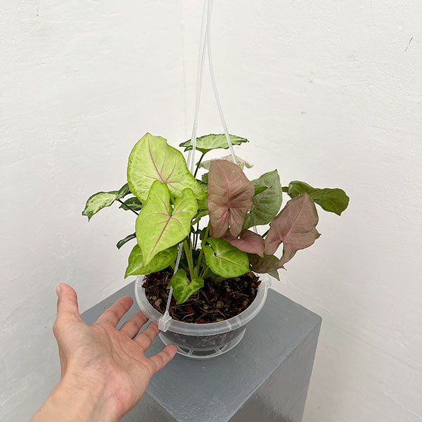 シンゴニウム：4種ミックス寄せ植え　5号吊り鉢ネガミエル植え