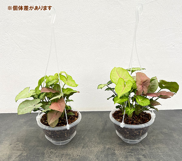 シンゴニウム：4種ミックス寄せ植え　5号吊り鉢ネガミエル植え