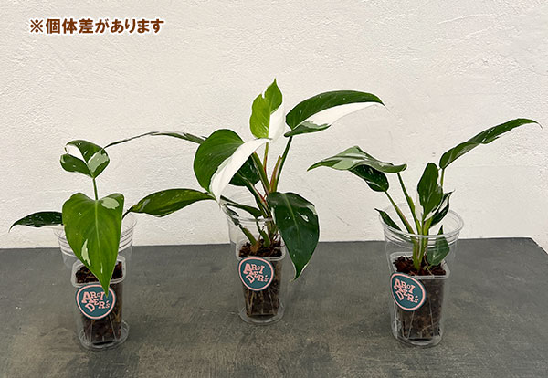 フィロデンドロン：ホワイトプリンセス　2.5号プラコレ（プラバチ入り）