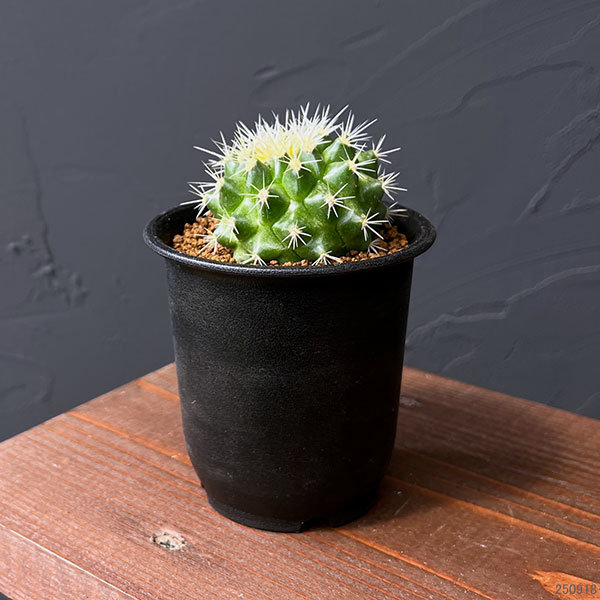 サボテン:短刺キンシャチ(金鯱) 3号鉢植え