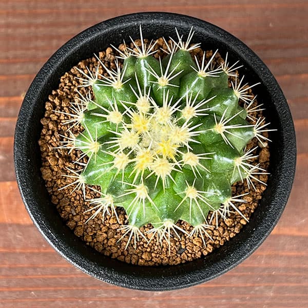 サボテン:短刺キンシャチ(金鯱) 3号鉢植え