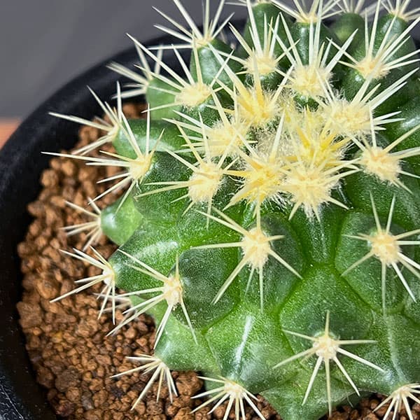 サボテン:短刺キンシャチ(金鯱) 3号鉢植え