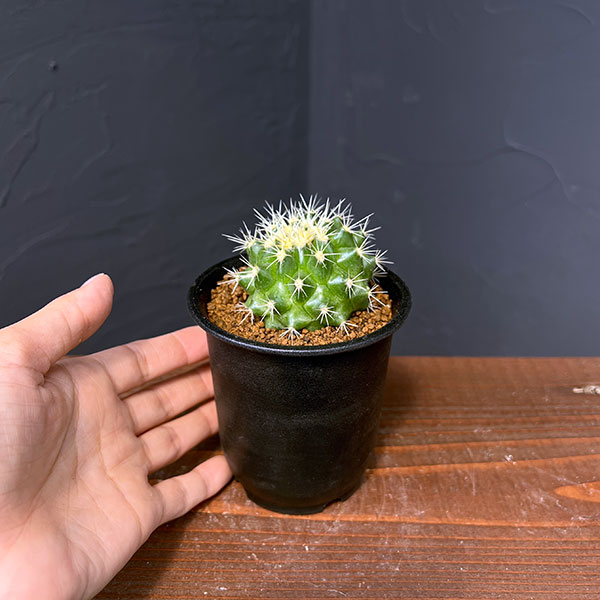 サボテン:短刺キンシャチ(金鯱) 3号鉢植え