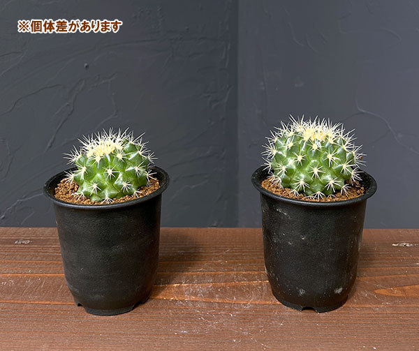 サボテン:短刺キンシャチ(金鯱) 3号鉢植え
