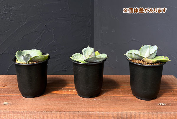 アガベ：マルモラータ　パピリノイデス　3号鉢植え*