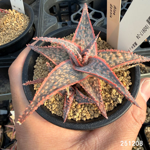 アロエ：ドニー　3号ポット