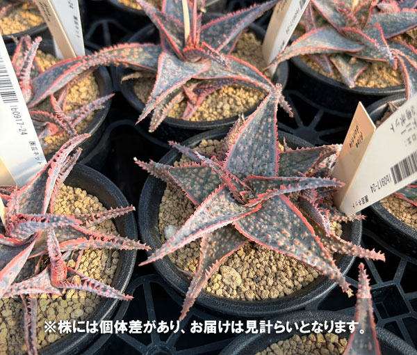 アロエ：ドニー　3号ポット