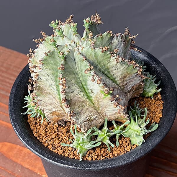ユーフォルビア：ホリダ（実生セレクト株）　3.5号鉢植え25-05