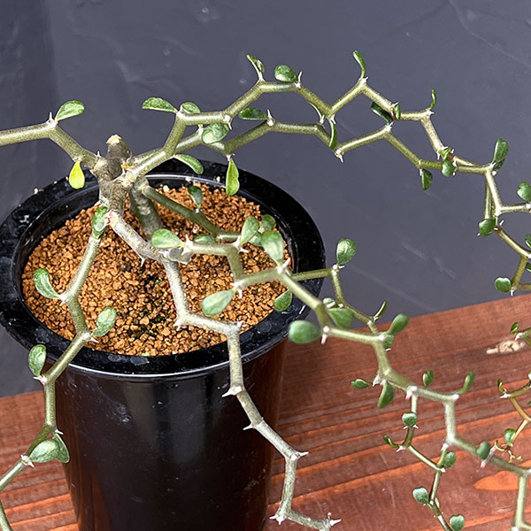 デカリア：マダガスカリエンシス　4号鉢植え