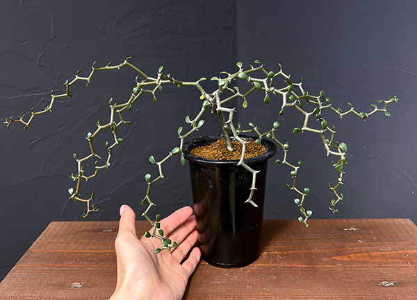 デカリア：マダガスカリエンシス　4号鉢植え