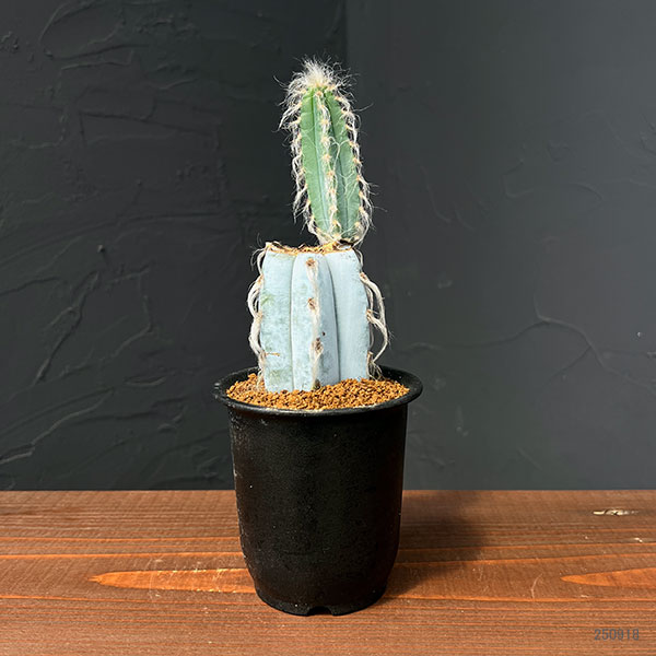 サボテン:ピロソケレウスグラウケスケンス3号鉢植え