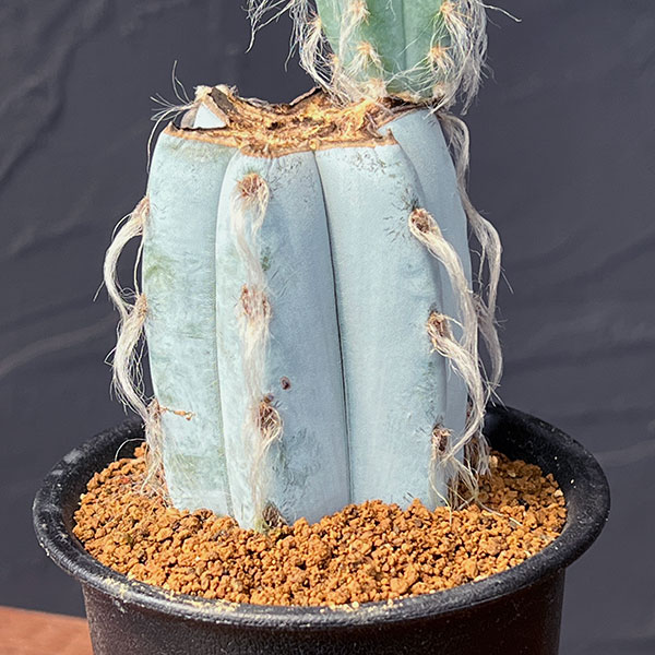 サボテン:ピロソケレウスグラウケスケンス3号鉢植え