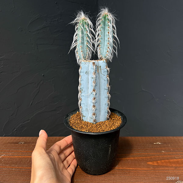 サボテン:ピロソケレウスグラウケスケンス4号鉢植え